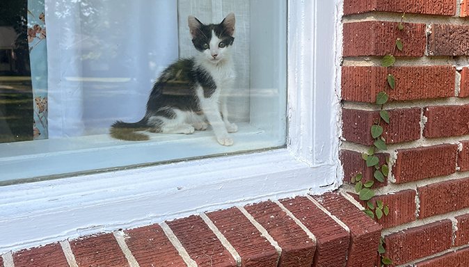How (and Why) to Install Window Film this Winter | Frost King ...