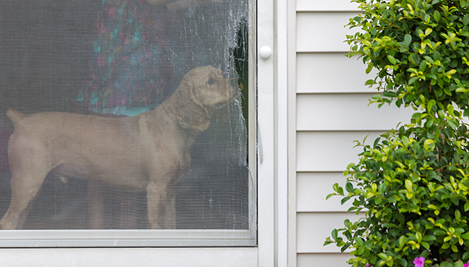 Screen Doors 101: Simple Fixes and Upgrades to Keep Bugs Out and Breezes In Tip Image