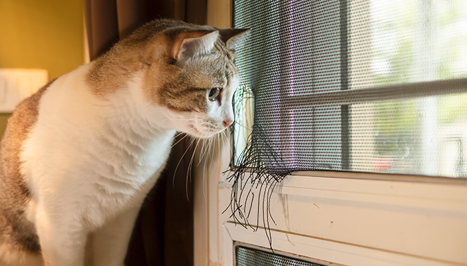 Window Screens and Accessories